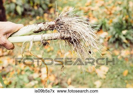 Woman holding freshly grown leeks, close-up View Large Photo Image Stock Photo - Woman holding freshly grown leeks, close-up. Fotosearch