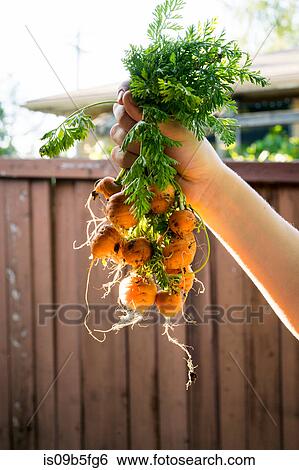 Woman holding freshly harvested mini carrots View Large Photo Image Stock Photograph - Woman holding freshly harvested mini carrots. Fotosearch