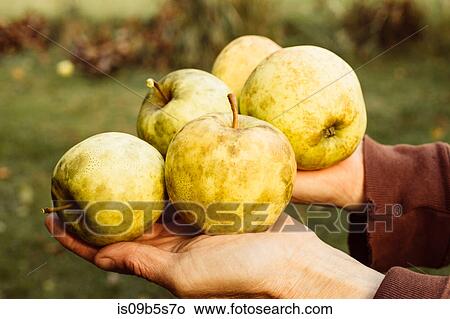Woman holding freshly picked apples, close-up View Large Photo Image Picture - Woman holding freshly picked apples, close-up. Fotosearch