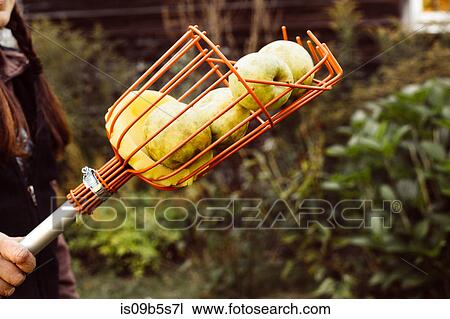 Woman holding fruit picker full of fresh apples, close-up View Large Photo Image Stock Image - Woman holding fruit picker full of fresh apples, close-up. Fotosearch