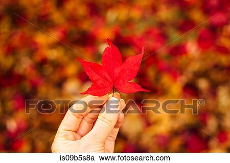 Woman holding red Japanese Maple leaf (Acer palmatum), close-up View Large Photo Image Stock Image - Woman holding red Japanese Maple leaf (Acer palmatum), close-up. Fotosearch