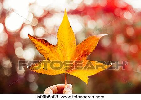 Stock Photo - Woman holding yellow maple leaf, close-up. Fotosearch