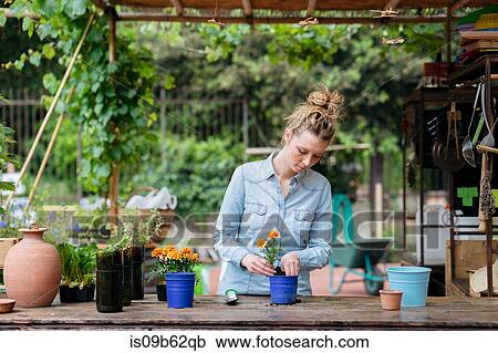 Woman in potting shed potting plant View Large Photo Image Stock Image - Woman in potting shed potting plant. Fotosearch