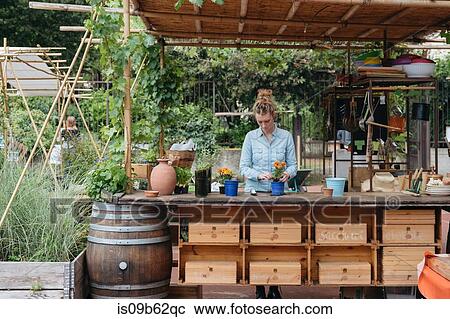 Stock Image - Woman in potting shed potting plant. Fotosearch