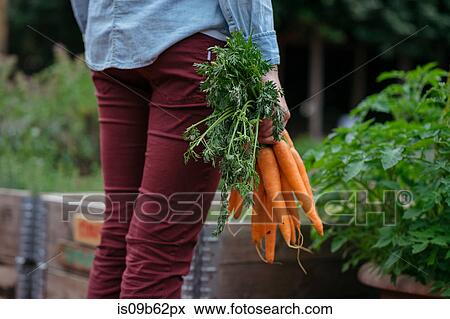 Woman in vegetable garden holding carrots View Large Photo Image Stock Photo - Woman in vegetable garden holding carrots. Fotosearch
