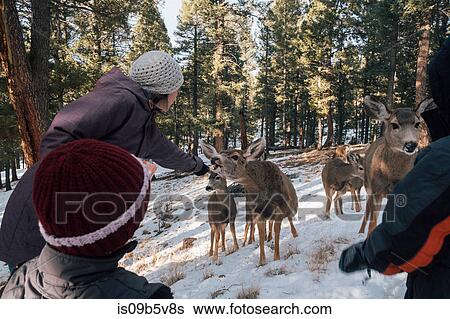 Stock Photograph - Woman offering food to deer in rural setting, Florrisant, Colorado, USA. Fotosearch