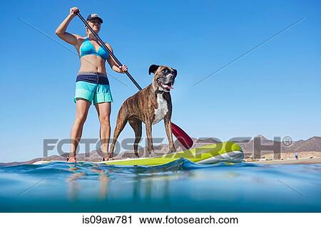 Stock Image - Woman paddle-boarding with dog. Fotosearch