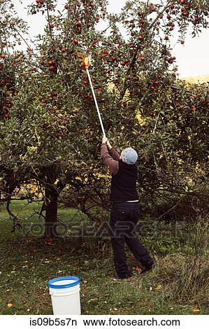 Picture - Woman picking apples from tree using fruit picker, rear view. Fotosearch