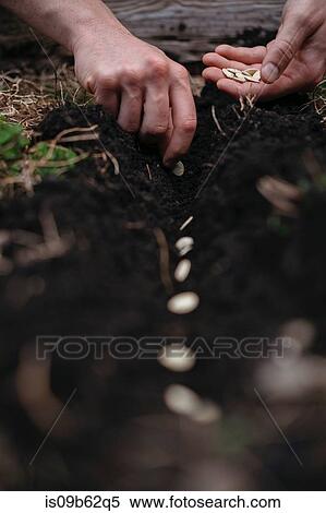 Woman planting seeds in soil View Large Photo Image Stock Photography - Woman planting seeds in soil. Fotosearch