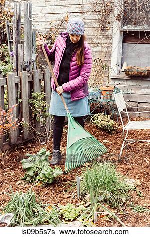 Woman raking garden View Large Photo Image Stock Photograph - Woman raking garden. Fotosearch