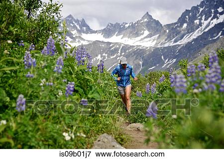 Stock Photo - Woman running the Gold Mint Trail amongst mountain lupins, Talkeetna Mountains near Hatcher Pass, Alaska, USA. Fotosearch