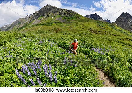 Woman running the Gold Mint Trail amongst mountain lupins, Talkeetna Mountains near Hatcher Pass, Alaska, USA View Large Photo Image Stock Photo - Woman running the Gold Mint Trail amongst mountain lupins, Talkeetna Mountains near Hatcher Pass, Alaska, USA. Fotosearch