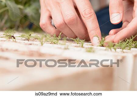 Woman tending to young plants in garden, close-up of hands View Large Photo Image Stock Image - Woman tending to young plants in garden, close-up of hands. Fotosearch