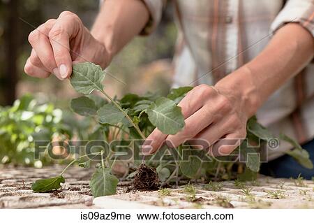 Woman tending to young plants in garden, close-up View Large Photo Image Stock Image - Woman tending to young plants in garden, close-up. Fotosearch