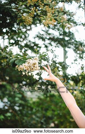 Womans arm reaching for blossom in tree View Large Photo Image Picture - Womans arm reaching for blossom in tree. Fotosearch