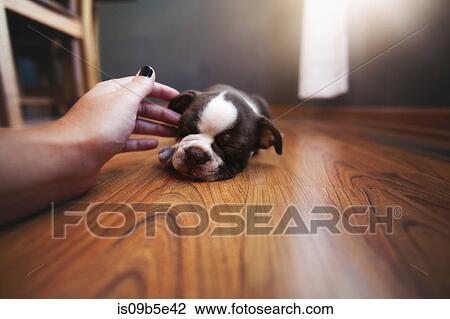 Woman's hand reaching out to pet sleeping Boston Terrier puppy View Large Photo Image Stock Image - Woman's hand reaching out to pet sleeping Boston Terrier puppy. Fotosearch