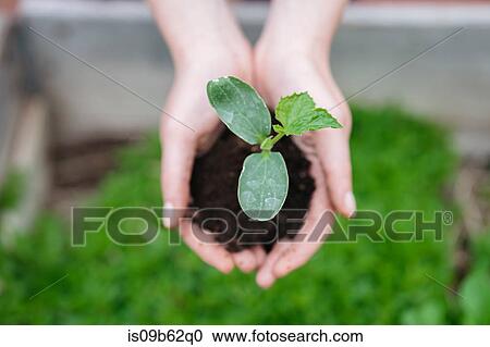 Stock Image - Woman's hands holding seedling. Fotosearch