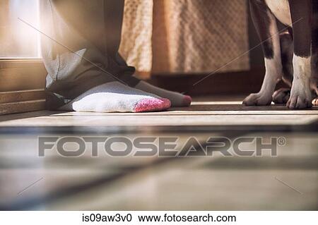 Stock Image - Worm's eye view of Boston Terrier puppy looking up at owner. Fotosearch