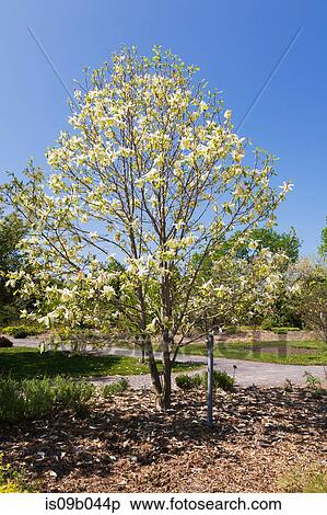 Yellow flowering Magnolia 'Banana Split' tree in spring View Large Photo Image Stock Photography - Yellow flowering Magnolia 'Banana Split' tree in spring. Fotosearch