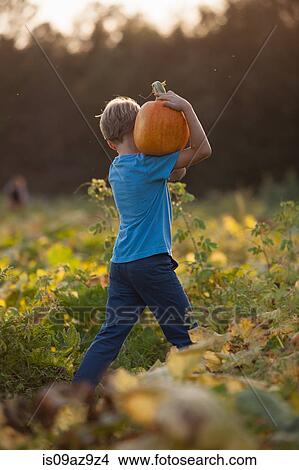 Young boy in pumpkin patch, carrying pumpkin, rear view View Large Photo Image Picture - Young boy in pumpkin patch, carrying pumpkin, rear view. Fotosearch