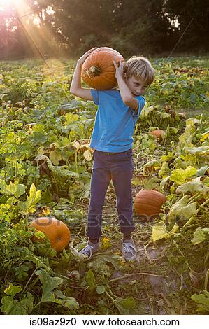 Young boy in pumpkin patch, carrying pumpkin View Large Photo Image Stock Image - Young boy in pumpkin patch, carrying pumpkin. Fotosearch