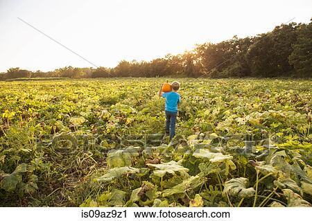 Stock Image - Young boy in pumpkin patch, carrying pumpkin, rear view. Fotosearch