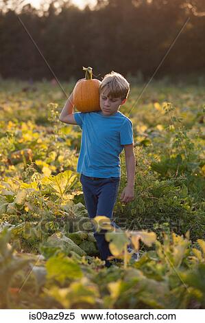 Stock Photography - Young boy in pumpkin patch, carrying pumpkin. Fotosearch