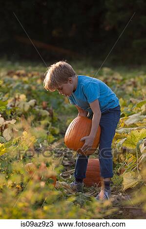 Young boy in pumpkin patch, lifting pumpkin View Large Photo Image Stock Image - Young boy in pumpkin patch, lifting pumpkin. Fotosearch