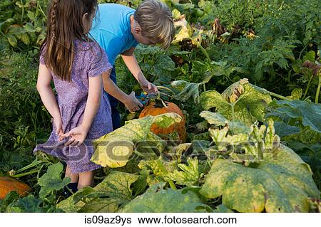 Young girl and boy in pumpkin patch, choosing pumpkin, rear view View Large Photo Image Stock Photograph - Young girl and boy in pumpkin patch, choosing pumpkin, rear view. Fotosearch