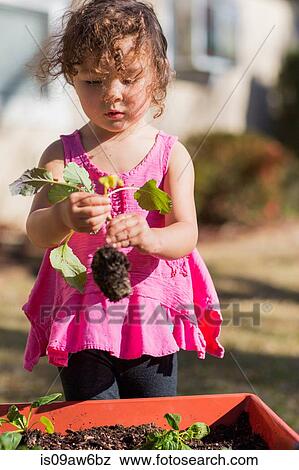 Young girl in garden, holding plant View Large Photo Image Stock Photo - Young girl in garden, holding plant. Fotosearch