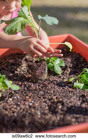 Stock Image - Young girl in garden, planting plant in tub. Fotosearch