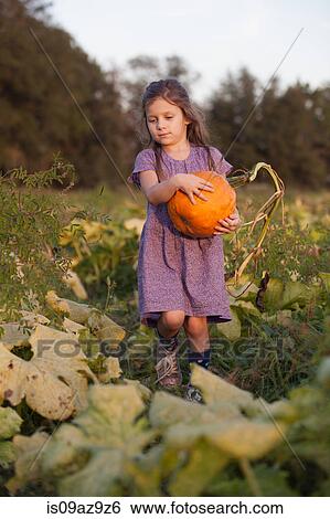 Young girl in pumpkin patch, carrying pumpkin View Large Photo Image Stock Photograph - Young girl in pumpkin patch, carrying pumpkin. Fotosearch