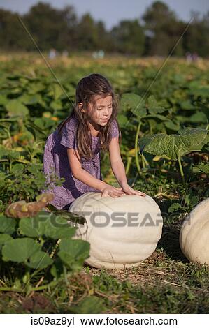 Young girl in pumpkin patch, choosing pumpkin View Large Photo Image Stock Image - Young girl in pumpkin patch, choosing pumpkin. Fotosearch