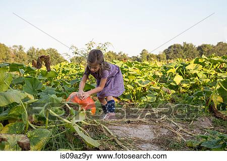 Young girl in pumpkin patch, choosing pumpkin View Large Photo Image Stock Photography - Young girl in pumpkin patch, choosing pumpkin. Fotosearch