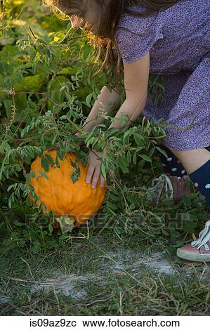 Stock Image - Young girl in pumpkin patch, lifting pumpkin. Fotosearch