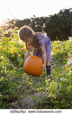 Young girl in pumpkin patch, lifting pumpkin View Large Photo Image Stock Photo - Young girl in pumpkin patch, lifting pumpkin. Fotosearch