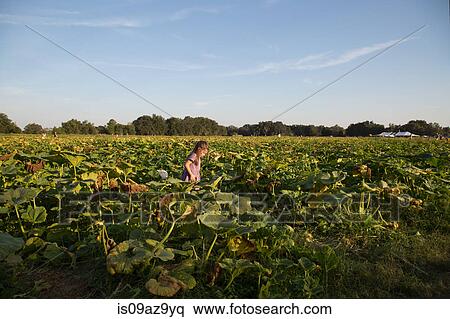 Stock Photography - Young girl walking through pumpkin patch. Fotosearch