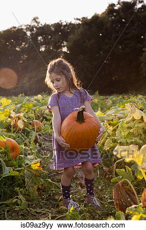 Young girl walking through pumpkin patch, carrying pumpkin View Large Photo Image Stock Photo - Young girl walking through pumpkin patch, carrying pumpkin. Fotosearch
