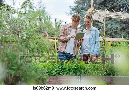 Young man and woman in urban garden, photographing plants using digital tablet View Large Photo Image Stock Photo - Young man and woman in urban garden, photographing plants using digital tablet. Fotosearch