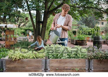 Young man and woman in urban garden, young man watering plants in trough using watering can View Large Photo Image Stock Photography - Young man and woman in urban garden, young man watering plants in trough using watering can. Fotosearch