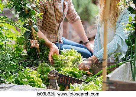 Young man and woman picking lettuces from wooden trough View Large Photo Image Stock Image - Young man and woman picking lettuces from wooden trough. Fotosearch