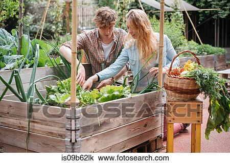 Stock Image - Young man and woman picking vegetables from wooden trough. Fotosearch