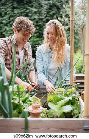 Young man and woman tending to plants in wooden troughs View Large Photo Image Picture - Young man and woman tending to plants in wooden troughs. Fotosearch
