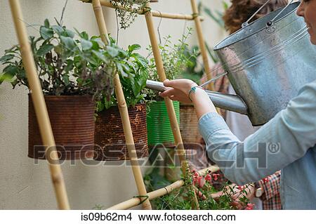 Young man and woman tending to plants growing in cans, young woman watering plants using watering can View Large Photo Image Picture - Young man and woman tending to plants growing in cans, young woman watering plants using watering can. Fotosearch