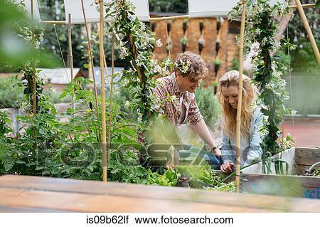 Young man and woman tending to plants growing in cans in urban garden View Large Photo Image Stock Image - Young man and woman tending to plants growing in cans in urban garden. Fotosearch