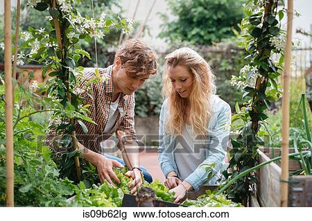 Young man and woman tending to plants in wooden troughs View Large Photo Image Stock Image - Young man and woman tending to plants in wooden troughs. Fotosearch
