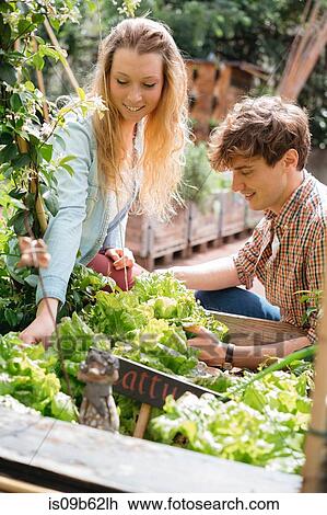 Young man and woman tending to plants in wooden troughs View Large Photo Image Stock Image - Young man and woman tending to plants in wooden troughs. Fotosearch