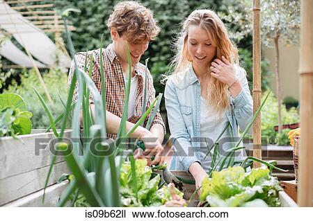 Young man and woman tending to plants in wooden troughs View Large Photo Image Stock Image - Young man and woman tending to plants in wooden troughs. Fotosearch
