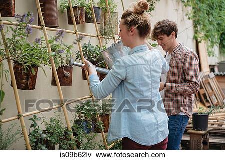 Young man and woman tending to plants growing in cans, young woman watering plants using watering can View Large Photo Image Stock Photo - Young man and woman tending to plants growing in cans, young woman watering plants using watering can. Fotosearch