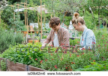 Young man and woman tending to plants growing in wooden trough View Large Photo Image Stock Photograph - Young man and woman tending to plants growing in wooden trough. Fotosearch